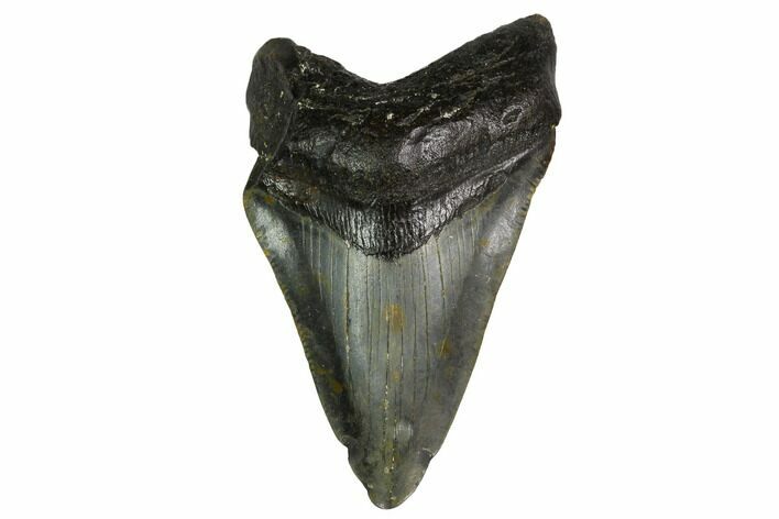 Bargain, Megalodon Tooth - North Carolina #152945